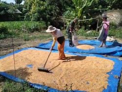 Gabah Belum Kering, Babinsa Sigap Bantu Petani Sebelum Digiling
