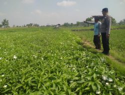 Balongpanggang Cek Budidaya Kangkung di Desa Tanahlandean, Dukung Program Swasembada Pangan Nasional