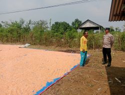 Polsek Panceng Laksanakan Pengecekan Hasil Panen Jagung di Desa Surowiti, Dukung Swasembada Pangan Nasional