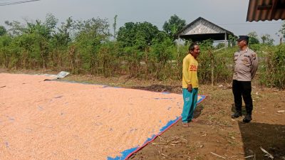 Polsek Panceng Laksanakan Pengecekan Hasil Panen Jagung di Desa Surowiti, Dukung Swasembada Pangan Nasional