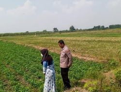 Bhabinkamtibmas Polsek Balongpanggang Laksanakan Pengecekan Tanaman Kangkung Dukung Program Swasembada Pangan