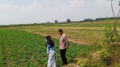 Bhabinkamtibmas Polsek Balongpanggang Laksanakan Pengecekan Tanaman Kangkung Dukung Program Swasembada Pangan