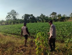 Polsek Bungah Laksanakan Pengecekan Tanaman Kacang Hijau sebagai Tindak Lanjut Arahan Presiden RI Dukung Swasembada Pangan