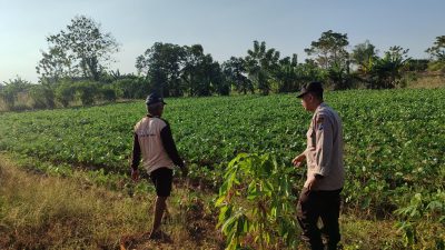 Polsek Bungah Laksanakan Pengecekan Tanaman Kacang Hijau sebagai Tindak Lanjut Arahan Presiden RI Dukung Swasembada Pangan