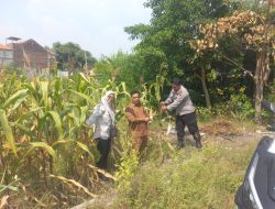 Polres Gresik Dukung Program Ketahanan Pangan Melalui Pengecekan Tanaman Jagung Di Cerme