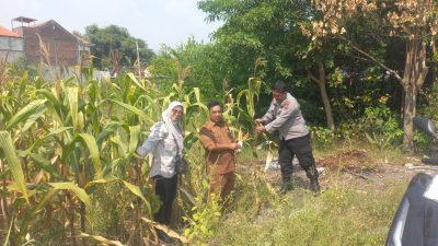 Polres Gresik Dukung Program Ketahanan Pangan Melalui Pengecekan Tanaman Jagung Di Cerme