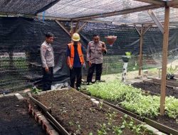 PENGECEKAN TANAMAN SAWI DI DESA MANYARREJO, KAPOLSEK MANYAR DUKUNG PROGRAM KETAHANAN PANGAN NASIONAL