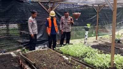 PENGECEKAN TANAMAN SAWI DI DESA MANYARREJO, KAPOLSEK MANYAR DUKUNG PROGRAM KETAHANAN PANGAN NASIONAL