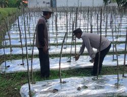 Polsek Sidayu Monitoring Tanaman Tomat di Desa Lasem, Dukung Program Ketahanan Pangan Nasional