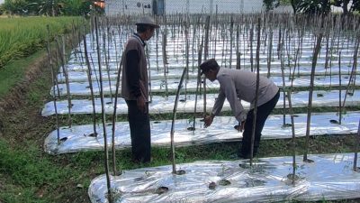 Polsek Sidayu Monitoring Tanaman Tomat di Desa Lasem, Dukung Program Ketahanan Pangan Nasional
