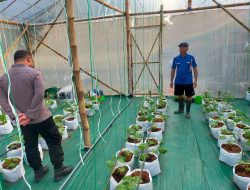 Dukung Arahan Presiden RI , Polsek dukun cek perkembangan tanaman melon di Mojopentung