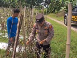 PENGECEKAN TANAMAN TOMAT DI DESA LASEM, KECAMATAN SIDAYU, DALAM RANGKA MENDUKUNG PROGRAM KETAHANAN PANGAN NASIONAL