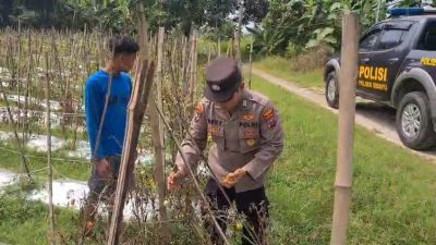 PENGECEKAN TANAMAN TOMAT DI DESA LASEM, KECAMATAN SIDAYU, DALAM RANGKA MENDUKUNG PROGRAM KETAHANAN PANGAN NASIONAL