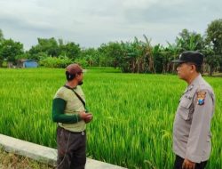Polres Gresi Dukung Swasembada Pangan Melalui Pengecekan Tanaman Padi Di Kecamatan Bungah