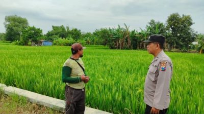 Polres Gresi Dukung Swasembada Pangan Melalui Pengecekan Tanaman Padi Di Kecamatan Bungah