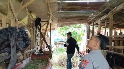 Polsek Benjeng Lakukan Monitoring Peternakan Kambing sebagai Wujud Dukungan Ketahanan Pangan Nasional
