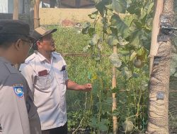 Polsek Sidayu Cek Tanaman Cabai di Desa Sikorejo, Dukung Program Ketahanan Pangan Nasional