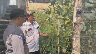 Polsek Sidayu Cek Tanaman Cabai di Desa Sikorejo, Dukung Program Ketahanan Pangan Nasional