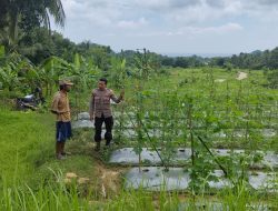 Pengecekan Pertanian Tanaman Pare di Desa Patar Selamat Dukung Program Ketahanan Pangan Nasional