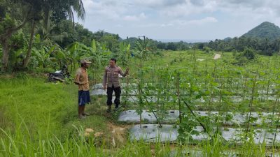 Pengecekan Pertanian Tanaman Pare di Desa Patar Selamat Dukung Program Ketahanan Pangan Nasional