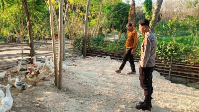 Polres Gresik Perkuat Ketahanan Pangan, Monitoring Peternakan Bebek di Panceng Dukung Swasembada Nasional