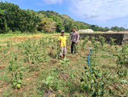 Kapolsek Sangkapura Cek Tanaman Cabai di Desa Lebak, Dukung Program Ketahanan Pangan Nasional