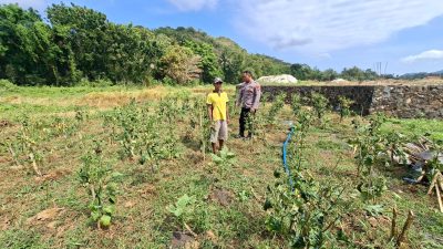 Kapolsek Sangkapura Cek Tanaman Cabai di Desa Lebak, Dukung Program Ketahanan Pangan Nasional