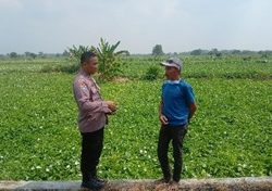 Dukung Asta Cita Presiden, Polsek Balongpanggang Pantau Tanaman Kangkung untuk Perkuat Ketahanan Pangan di Gresik