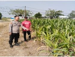 Polsek Benjeng Cek Tanaman Jagung di Desa Munggugianti, Wujud Nyata Dukung Swasembada Pangan Nasional