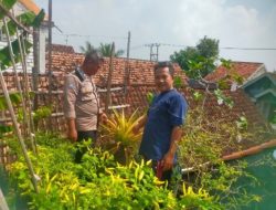 Dukung Swasembada Pangan, Polres Gresik Cek Lahan Cabe di Desa Babakbawo Dukun
