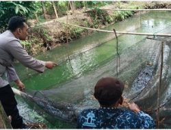 pada tanggal 30 Juli 2026, Polsek Benjeng Laksanakan Pengecekan Budidaya Lele Dukung Program Ketahanan Pangan Nasional