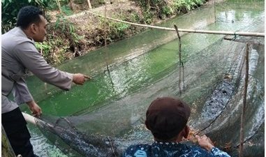 pada tanggal 30 Juli 2026, Polsek Benjeng Laksanakan Pengecekan Budidaya Lele Dukung Program Ketahanan Pangan Nasional