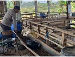 Kapolres Gresik Perintahkan Kapolsek Dukun Cek Peternak Kambing Dukung Program Ketahanan Pangan