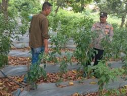 Kapolres Gresik Perintahkan Kapolsek Sidayu Cek Lahan Cabai Dukung Program Ketahanan Pangan