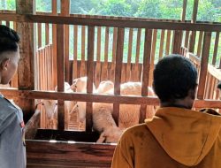 Polsek Panceng Cek Peternakan Kambing di Desa Prupuh, Dukung Program Ketahanan Pangan Nasional
