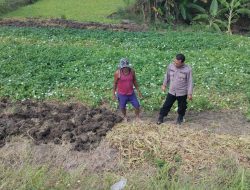 Polsek Balongpanggang Lakukan Pemantauan Lahan Kangkung, Wujud Dukungan Polri terhadap Ketahanan Pangan