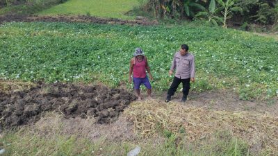 Polsek Balongpanggang Lakukan Pemantauan Lahan Kangkung, Wujud Dukungan Polri terhadap Ketahanan Pangan