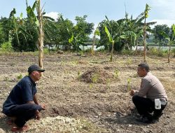 Polsek Kebomas Laksanakan Monitoring Tanaman Jagung di Desa Kembangan