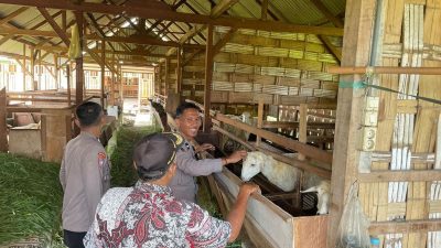 Polsek Manyar Cek Peternakan Kambing di Desa Peganden, Dukung Program Ketahanan Pangan