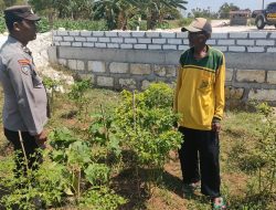 Polsek Sidayu Cek Tanaman Cabai, Dukung Program Ketahanan Pangan di Gresik