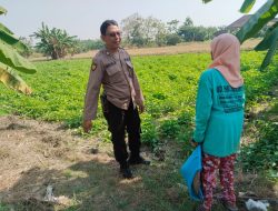 Polres Gresik Perkuat Ketahanan Pangan melalui Pengecekan Tanaman Kangkung di Benjeng