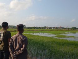 Dukung Ketahanan Pangan Nasional, Polsek Duduksampeyan Polres Gresik Cek Tanaman Padi di Desa Sumengko
