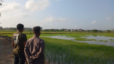 Dukung Ketahanan Pangan Nasional, Polsek Duduksampeyan Polres Gresik Cek Tanaman Padi di Desa Sumengko
