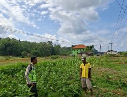Polsek Sangkapura Cek Tanaman Terong Hijau, Dukung Program Ketahanan Pangan