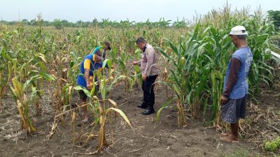 Polsek Cerme Dukung Program Swasembada Pangan