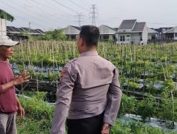 Polsek Menganti Laksanakan Pengecekan Tanaman Lombok Dukung Program Ketahanan Pangan
