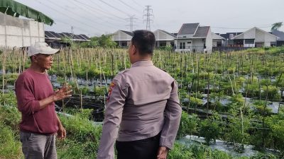 Polsek Menganti Laksanakan Pengecekan Tanaman Lombok Dukung Program Ketahanan Pangan