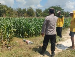 Pengecekan Tanaman Jagung di Desa Wadeng