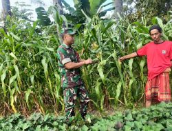 Jagung Tumbuh Subur, Babinsa Proppo Kawal Petani Menuju Panen Melimpah
