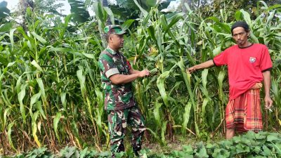 Jagung Tumbuh Subur, Babinsa Proppo Kawal Petani Menuju Panen Melimpah
